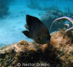 Threespot Damselfish @ Culebra Puerto Rico, I used my Can... by Nestor Crespo 